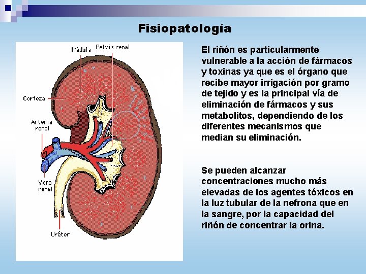 Fisiopatología El riñón es particularmente vulnerable a la acción de fármacos y toxinas ya