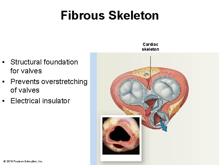 Fibrous Skeleton Cardiac skeleton • Structural foundation for valves • Prevents overstretching of valves