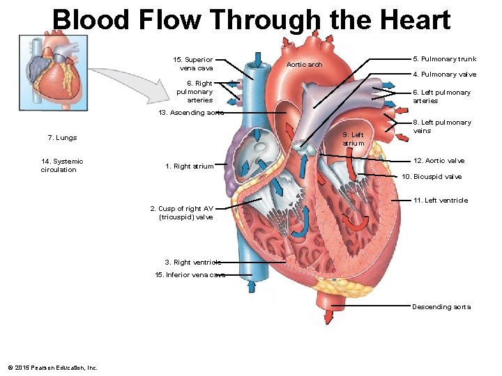 Blood Flow Through the Heart 15. Superior vena cava 5. Pulmonary trunk Aortic arch