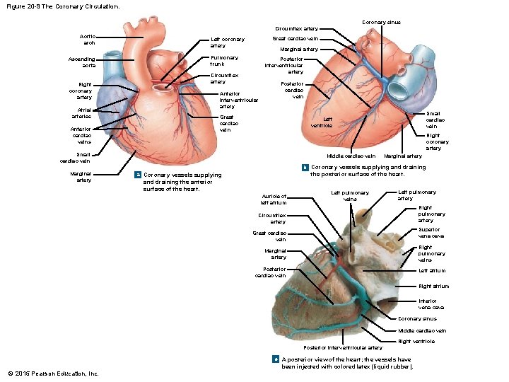 Figure 20 -9 The Coronary Circulation. Coronary sinus Circumflex artery Aortic arch Ascending aorta