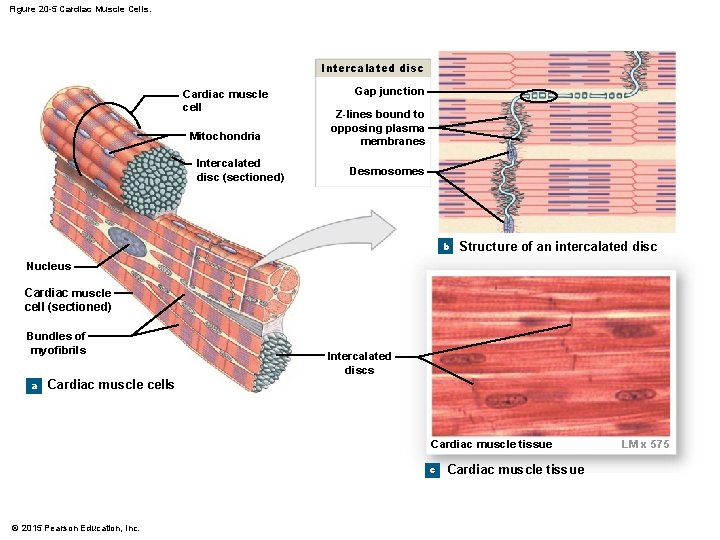 Figure 20 -5 Cardiac Muscle Cells. Intercalated disc Cardiac muscle cell Mitochondria Intercalated disc