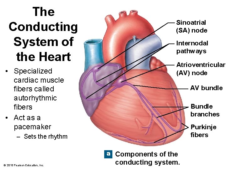 The Conducting System of the Heart • Specialized cardiac muscle fibers called autorhythmic fibers