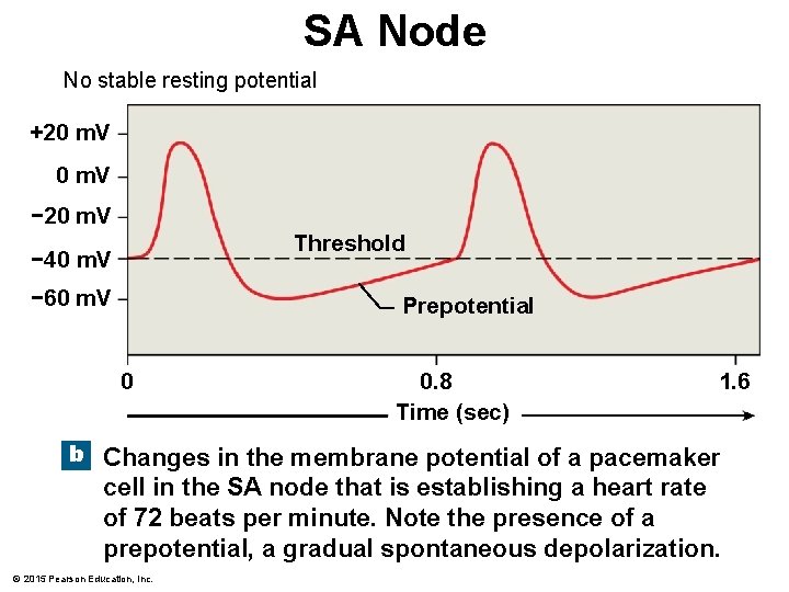 SA Node No stable resting potential +20 m. V − 20 m. V Threshold