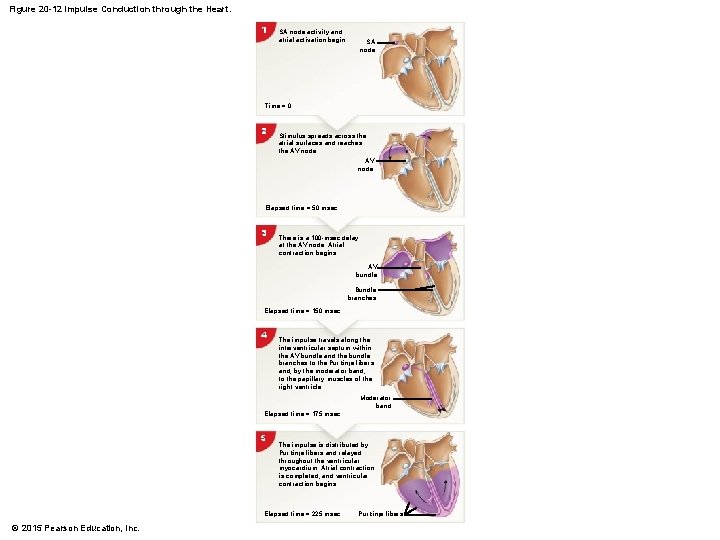 Figure 20 -12 Impulse Conduction through the Heart. 1 SA node activity and atrial