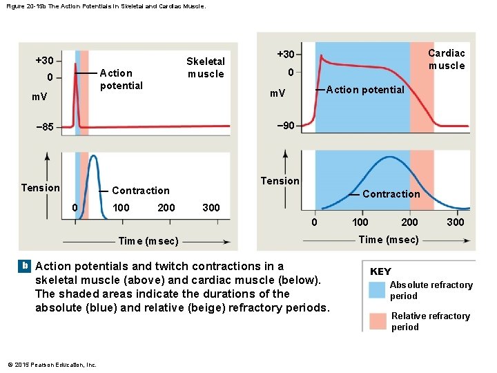 Figure 20 -15 b The Action Potentials in Skeletal and Cardiac Muscle. +30 Skeletal