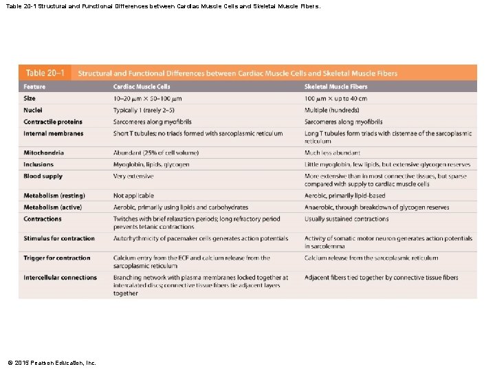 Table 20 -1 Structural and Functional Differences between Cardiac Muscle Cells and Skeletal Muscle