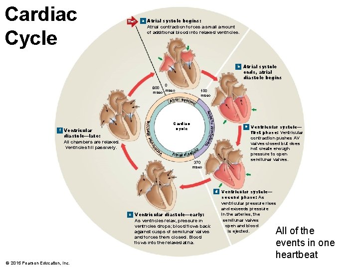 Cardiac Cycle Start a Atrial systole begins: Atrial contraction forces a small amount of