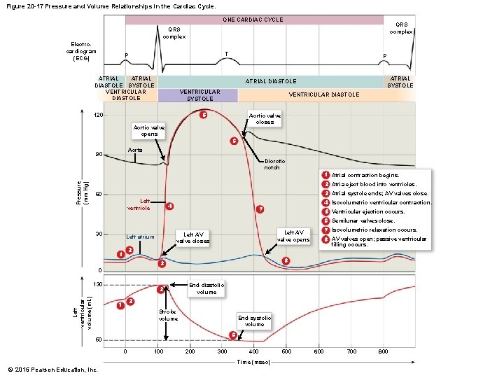 Figure 20 -17 Pressure and Volume Relationships in the Cardiac Cycle. ONE CARDIAC CYCLE