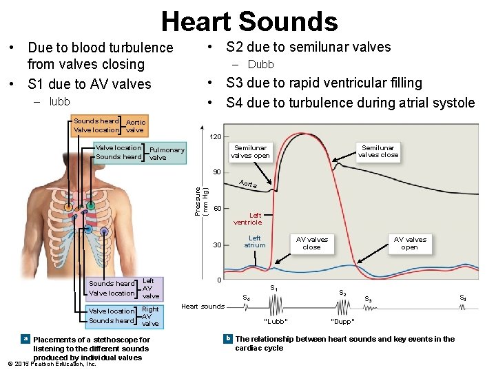 Heart Sounds • S 2 due to semilunar valves • Due to blood turbulence