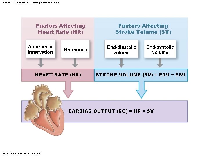 Figure 20 -20 Factors Affecting Cardiac Output. Factors Affecting Heart Rate (HR) Autonomic innervation