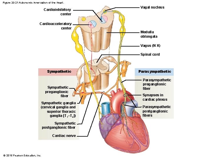 Figure 20 -21 Autonomic Innervation of the Heart. Cardioinhibitory center Vagal nucleus Cardioacceleratory center