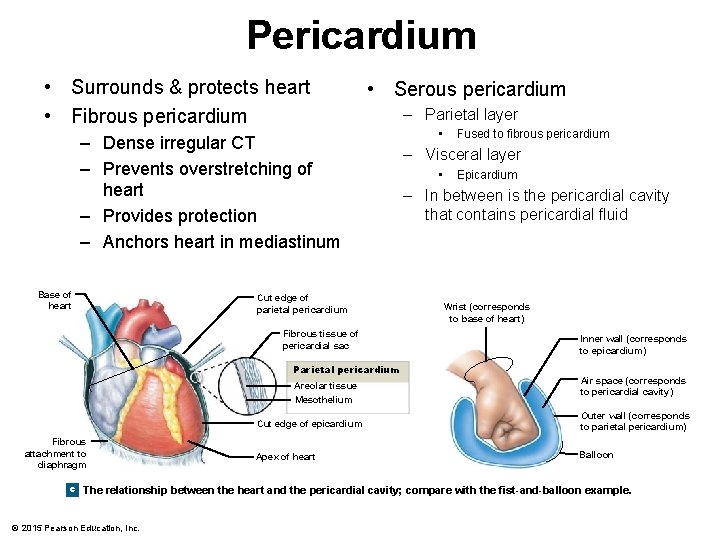 Pericardium • Surrounds & protects heart • Fibrous pericardium • Serous pericardium – Dense