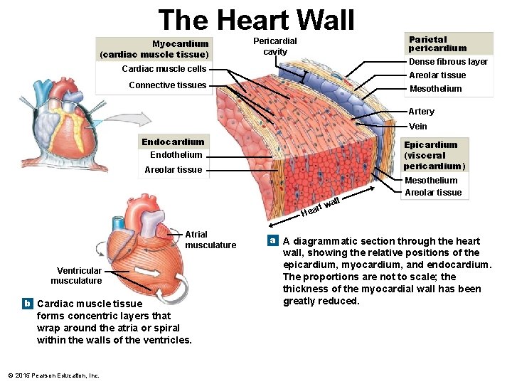 The Heart Wall Myocardium (cardiac muscle tissue) Pericardial cavity Parietal pericardium Dense fibrous layer