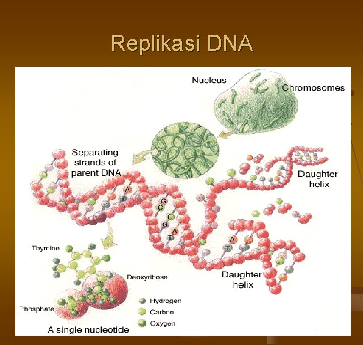 Replikasi DNA 