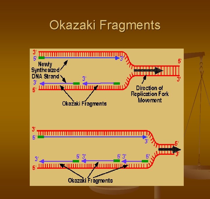 Okazaki Fragments 