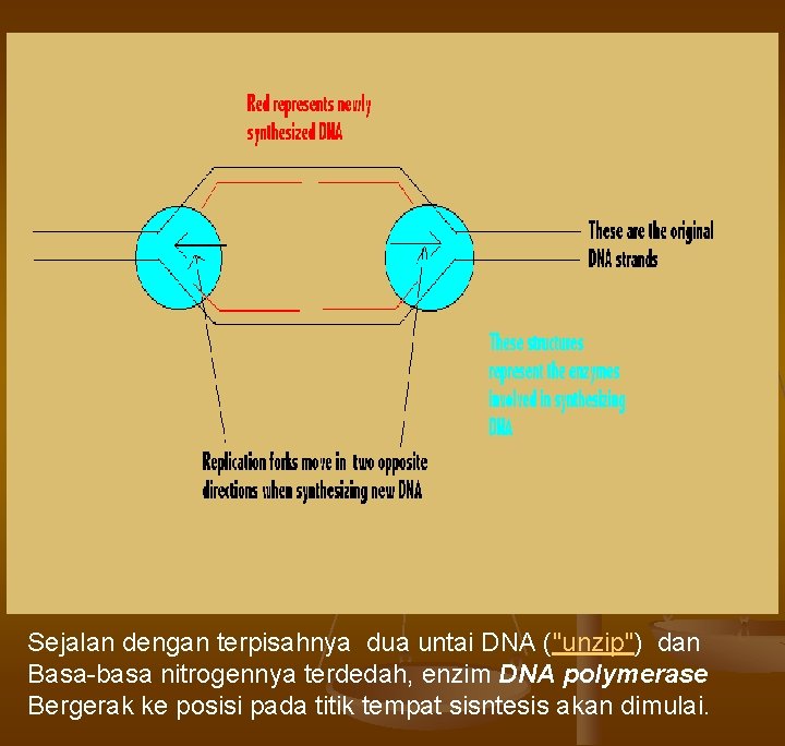 Sejalan dengan terpisahnya dua untai DNA ("unzip") dan Basa-basa nitrogennya terdedah, enzim DNA polymerase