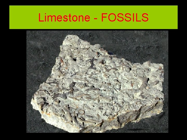 Limestone - FOSSILS 