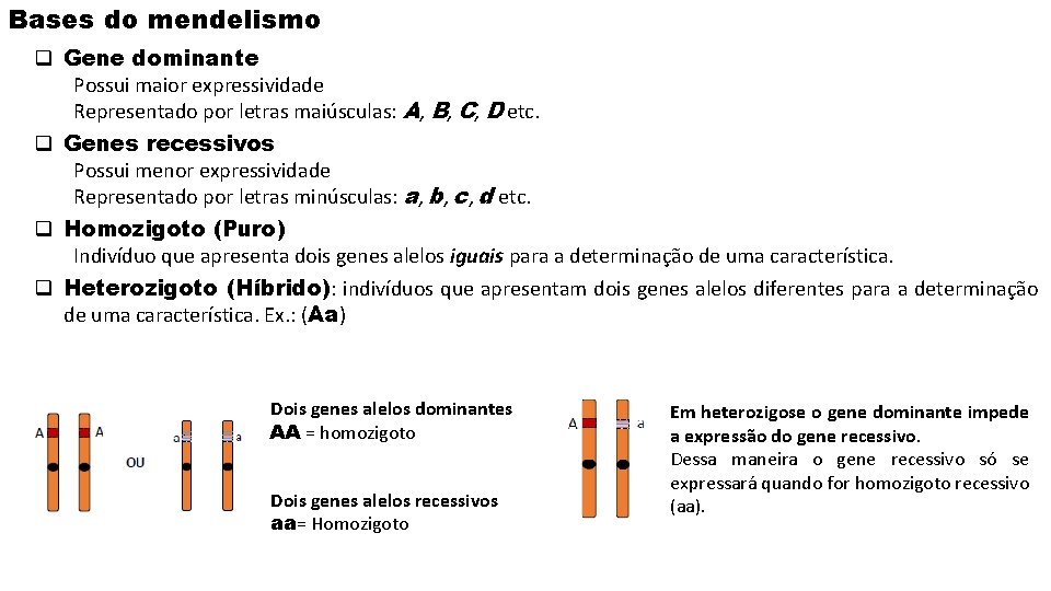 Bases do mendelismo q Gene dominante Possui maior expressividade Representado por letras maiúsculas: A,