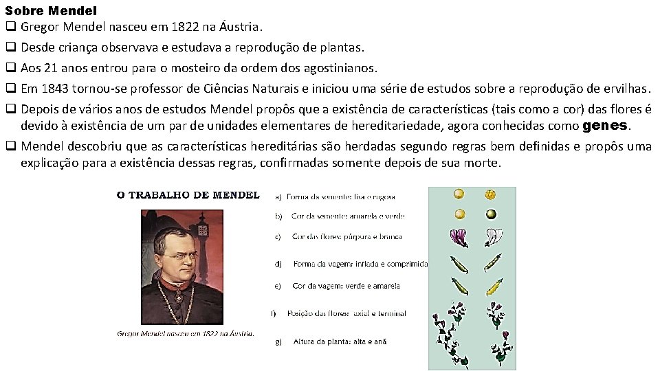 Sobre Mendel q Gregor Mendel nasceu em 1822 na Áustria. q Desde criança observava