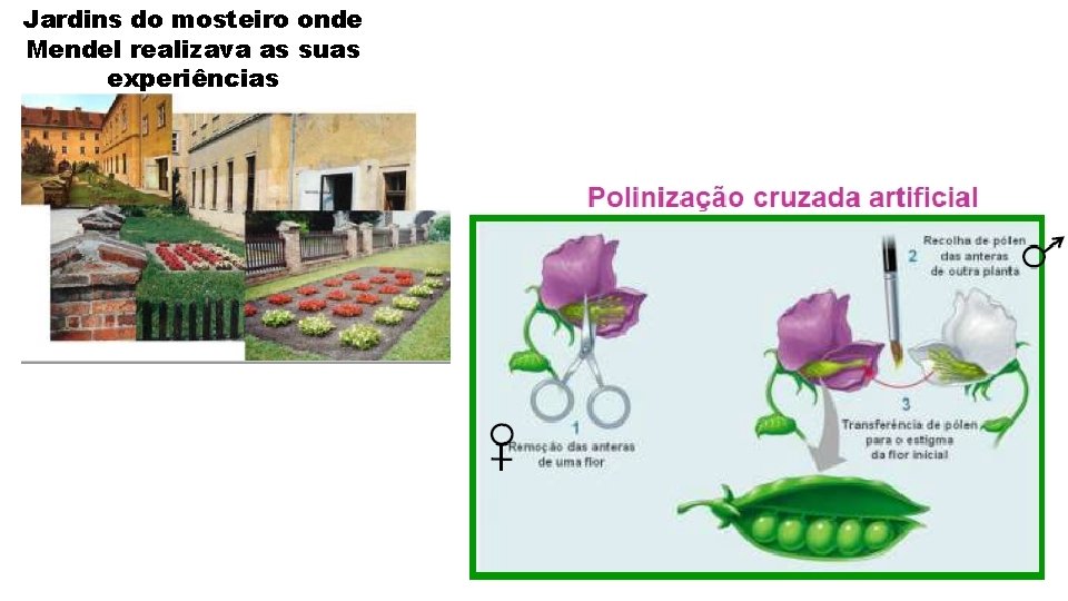 Jardins do mosteiro onde Mendel realizava as suas experiências 
