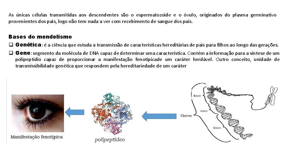 As únicas células transmitidas aos descendentes são o espermatozoide e o óvulo, originados do