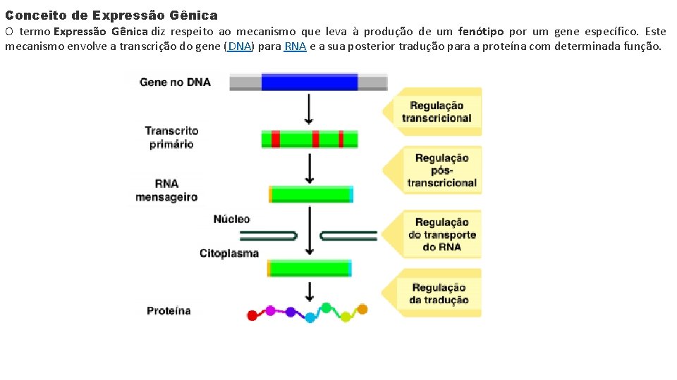 Conceito de Expressão Gênica O termo Expressão Gênica diz respeito ao mecanismo que leva