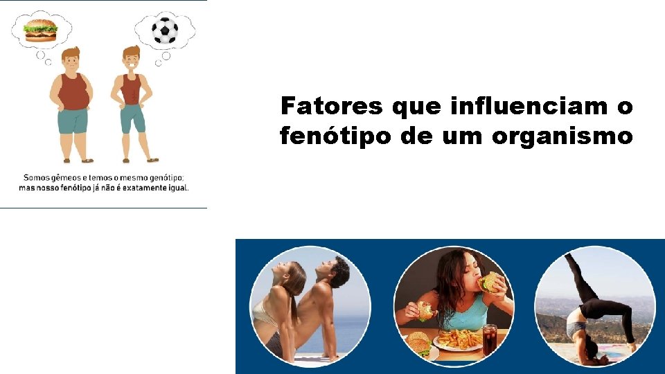 Fatores que influenciam o fenótipo de um organismo 