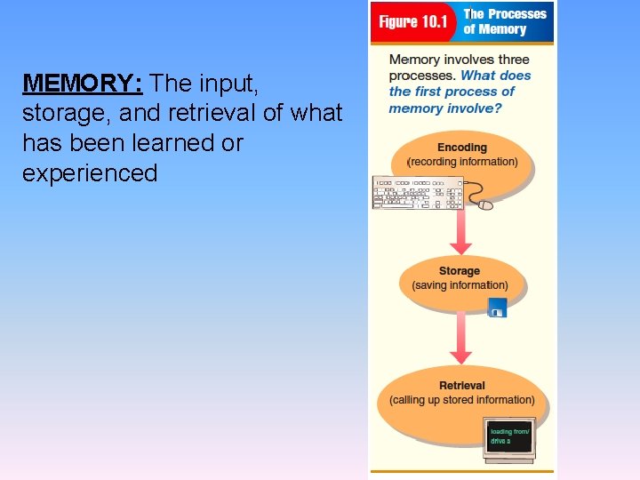 MEMORY: The input, storage, and retrieval of what has been learned or experienced 