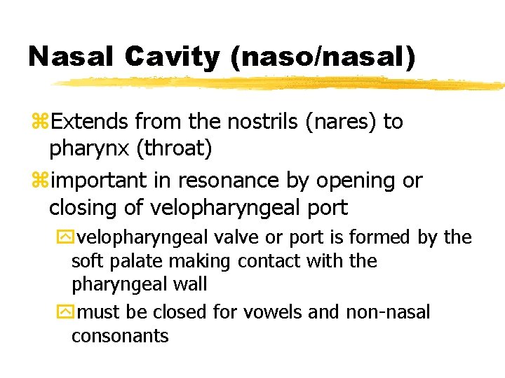 Nasal Cavity (naso/nasal) z. Extends from the nostrils (nares) to pharynx (throat) zimportant in