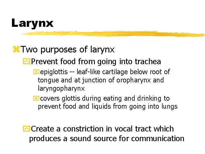 Larynx z. Two purposes of larynx y. Prevent food from going into trachea xepiglottis