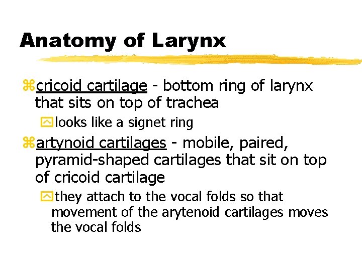 Anatomy of Larynx zcricoid cartilage - bottom ring of larynx that sits on top