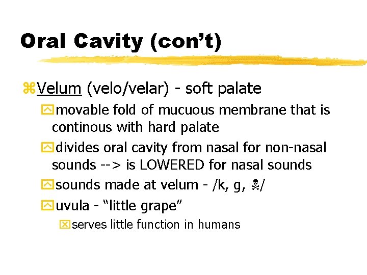 Oral Cavity (con’t) z. Velum (velo/velar) - soft palate ymovable fold of mucuous membrane