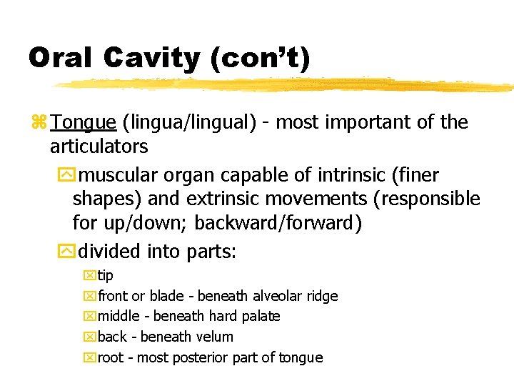 Oral Cavity (con’t) z Tongue (lingua/lingual) - most important of the articulators ymuscular organ