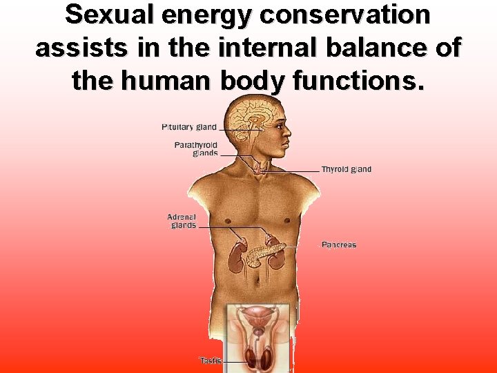 Sexual energy conservation assists in the internal balance of the human body functions. 