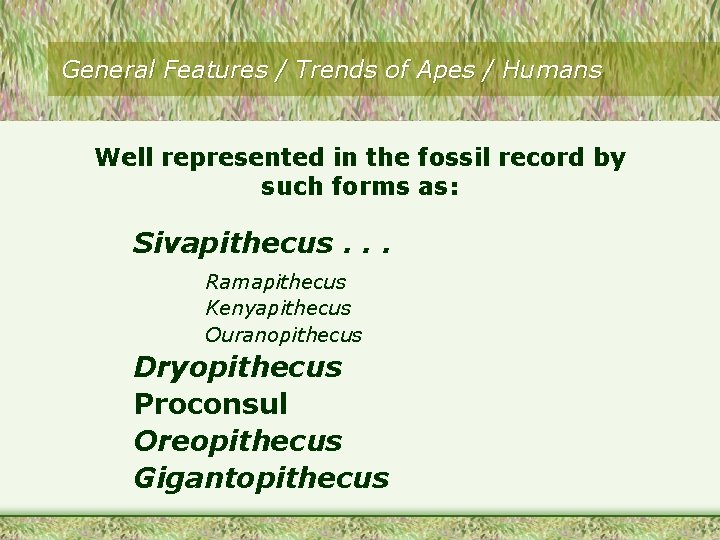 General Features / Trends of Apes / Humans Well represented in the fossil record General Features / Trends of Apes / Humans Well represented in the fossil record
