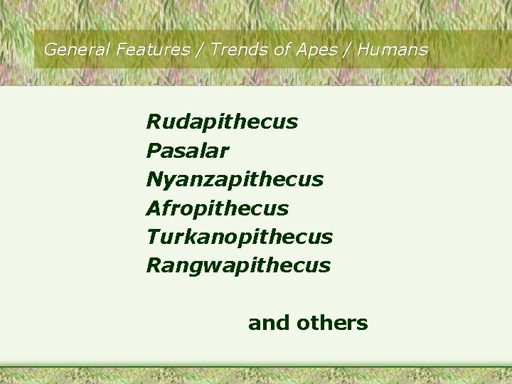 General Features / Trends of Apes / Humans Rudapithecus Pasalar Nyanzapithecus Afropithecus Turkanopithecus Rangwapithecus General Features / Trends of Apes / Humans Rudapithecus Pasalar Nyanzapithecus Afropithecus Turkanopithecus Rangwapithecus