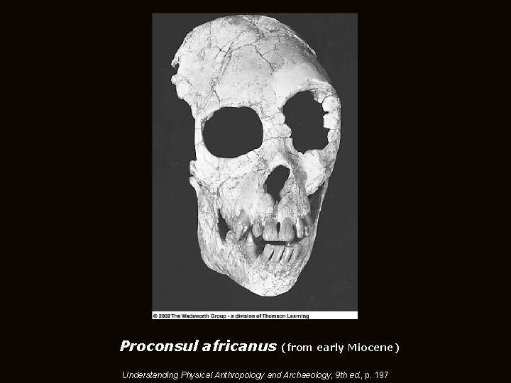 Proconsul africanus (from early Miocene) Understanding Physical Anthropology and Archaeology, 9 th ed. , Proconsul africanus (from early Miocene) Understanding Physical Anthropology and Archaeology, 9 th ed. ,
