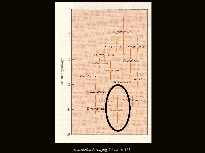 Humankind Emerging, 7 th ed. , p. 185 Humankind Emerging, 7 th ed. , p. 185