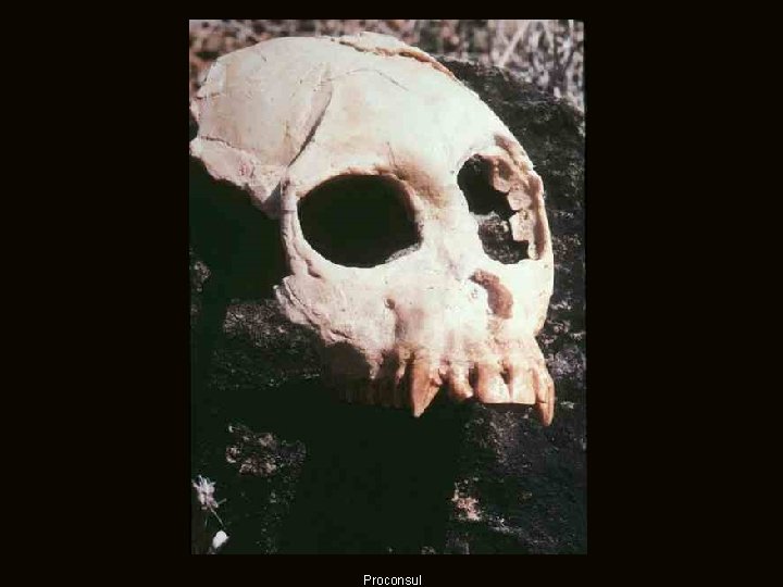 Proconsul Proconsul