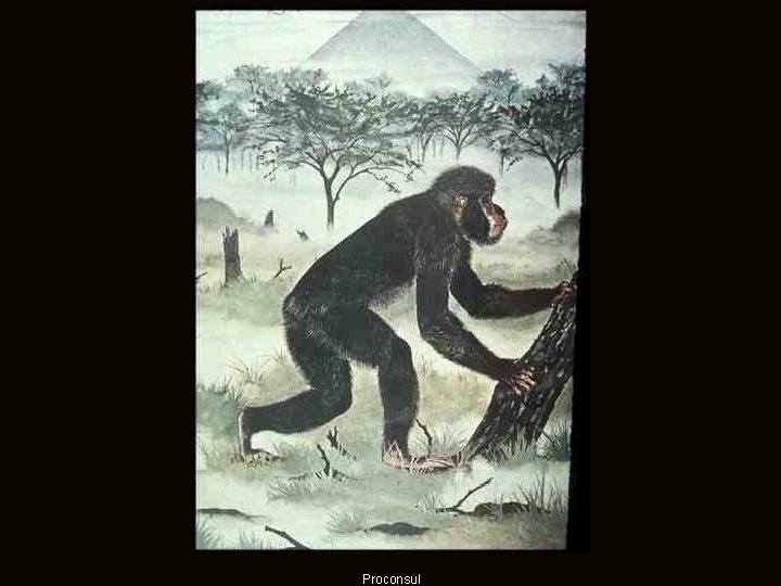 Proconsul Proconsul
