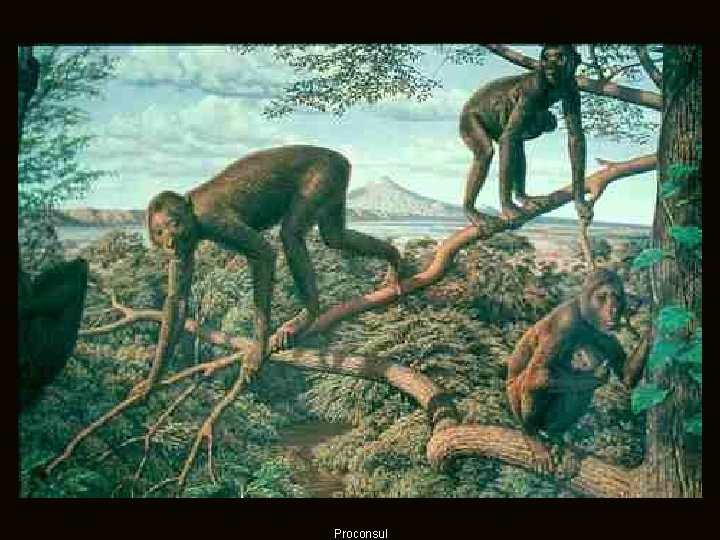 Proconsul Proconsul
