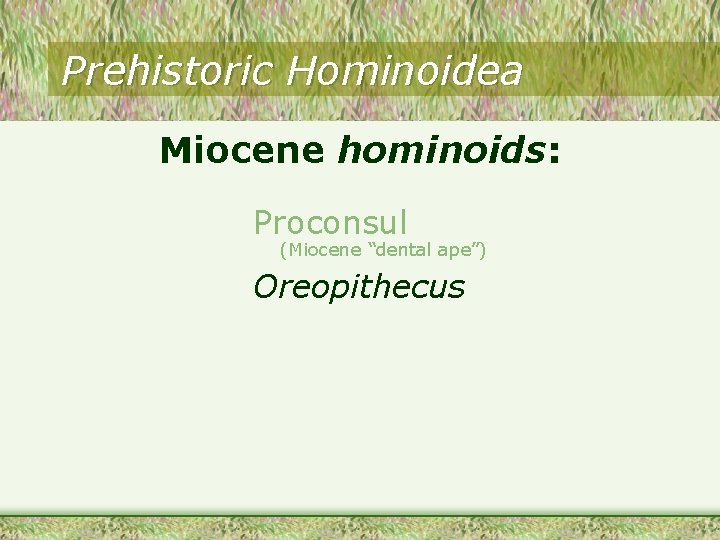 Prehistoric Hominoidea Miocene hominoids: Proconsul (Miocene “dental ape”) Oreopithecus Prehistoric Hominoidea Miocene hominoids: Proconsul (Miocene “dental ape”) Oreopithecus