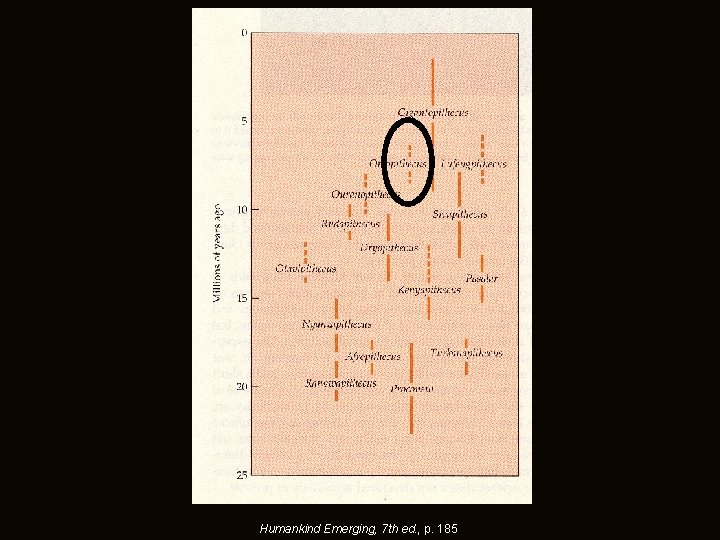 Humankind Emerging, 7 th ed. , p. 185 Humankind Emerging, 7 th ed. , p. 185