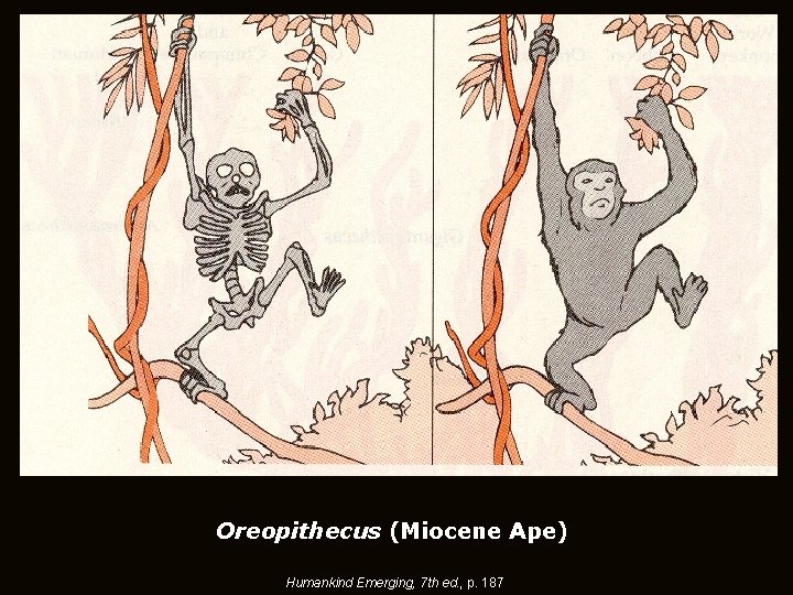 Oreopithecus (Miocene Ape) Humankind Emerging, 7 th ed. , p. 187 Oreopithecus (Miocene Ape) Humankind Emerging, 7 th ed. , p. 187