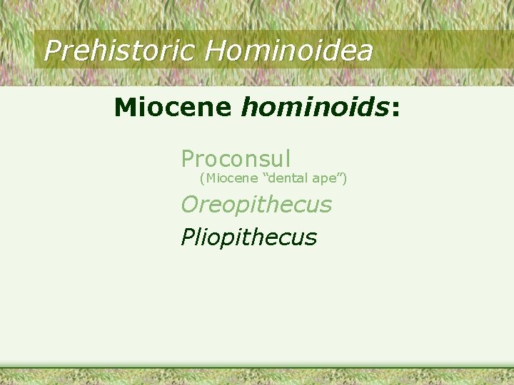 Prehistoric Hominoidea Miocene hominoids: Proconsul (Miocene “dental ape”) Oreopithecus Pliopithecus Prehistoric Hominoidea Miocene hominoids: Proconsul (Miocene “dental ape”) Oreopithecus Pliopithecus