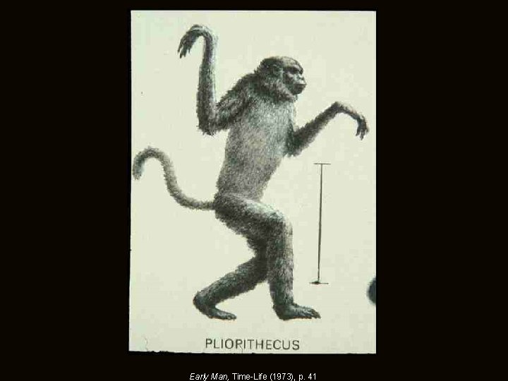 Early Man, Time-Life (1973), p. 41 Early Man, Time-Life (1973), p. 41