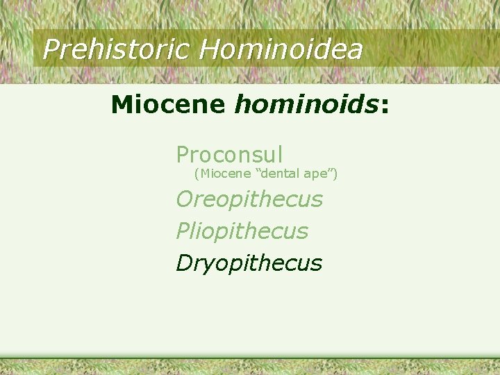 Prehistoric Hominoidea Miocene hominoids: Proconsul (Miocene “dental ape”) Oreopithecus Pliopithecus Dryopithecus Prehistoric Hominoidea Miocene hominoids: Proconsul (Miocene “dental ape”) Oreopithecus Pliopithecus Dryopithecus