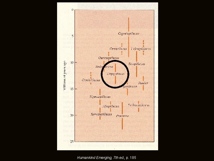 Humankind Emerging, 7 th ed. , p. 185 Humankind Emerging, 7 th ed. , p. 185
