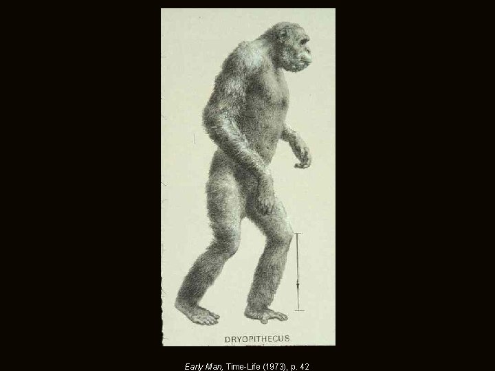 Early Man, Time-Life (1973), p. 42 Early Man, Time-Life (1973), p. 42