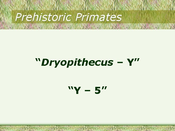 Prehistoric Primates “Dryopithecus – Y” “Y – 5” Prehistoric Primates “Dryopithecus – Y” “Y – 5”